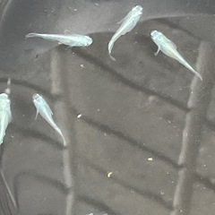 幹之メダカフルボディ鉄仮面10匹の画像