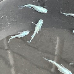 幹之メダカフルボディ鉄仮面10匹の画像
