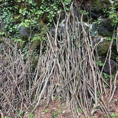 薪　木　差し上げます　の画像
