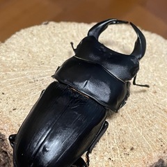 国産オオクワガタ【佐賀県神埼産】②の画像