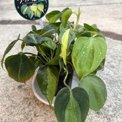オキシカルジウム ブラジル フィロデンドロン 観葉植物　札付きの画像