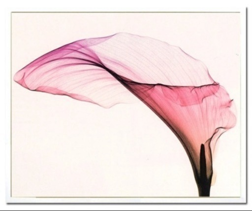 透き通るような透明感が美しいフォトアート！ アメリカ異色のフォトグラファーSteven N.Meyers(スティーブン・マイヤーズ)の作品です