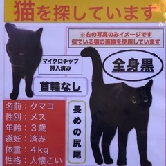 黒猫を探しています。