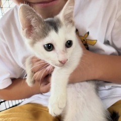 グレー多めベージュのラグドール風2ヶ月ポコちゃん