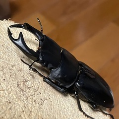 国産オオクワガタ【佐賀県神埼産】③の画像