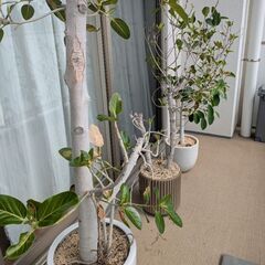 観葉植物と肥料セットの画像