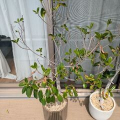 観葉植物と肥料セットの画像
