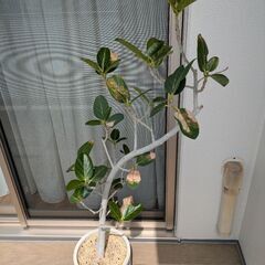 観葉植物と肥料セットの画像