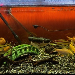 熱帯魚　水槽セットの画像