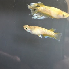 めだか蛇墨武リモーネＫＷＦメダカの画像