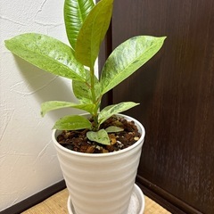 斑入りジン🌱　希少
の画像