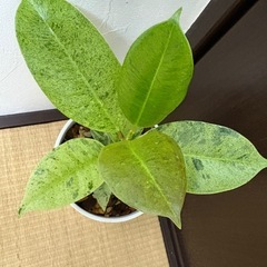 斑入りジン🌱　希少
の画像