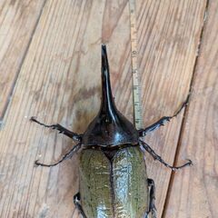 ヘラクレスオオカブト成虫のオスの画像