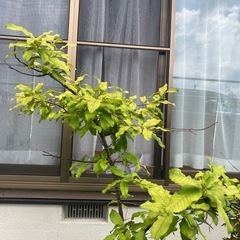 どんぐりの木（コナラ）鉢植え　の画像