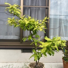どんぐりの木（コナラ）鉢植え　の画像