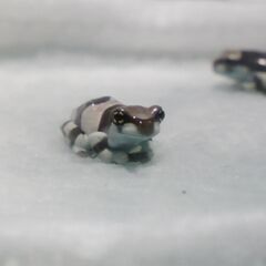 ミルキーフロッグのオタマジャクシ 3匹【発送可】の画像