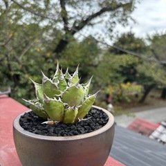 アガベ　シーザーの画像