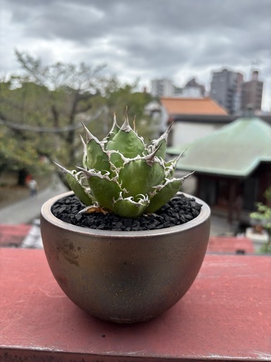 アガベ　シーザー