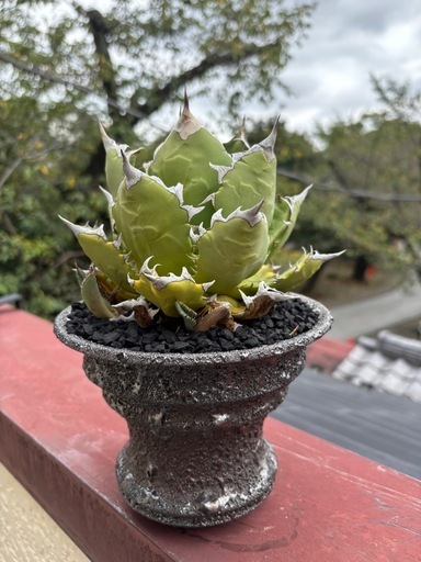 アガベ　姫厳竜