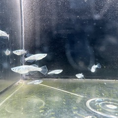 ゴブリンの画像