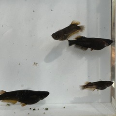 ヒレの形がカッコいい迦羅求羅 成魚　メダカ　めだか ブラックリム　5の画像