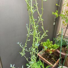 多肉植物　ドルフィンネックレスの画像