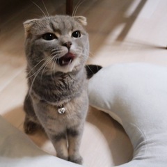 保護メガネの画像