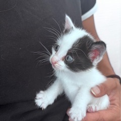 子猫の白黒兄妹
