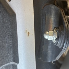 CT125  ハンターカブの画像