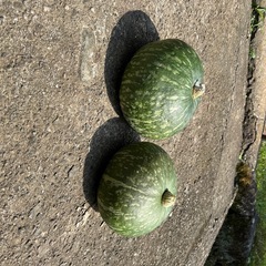 かぼちゃの画像