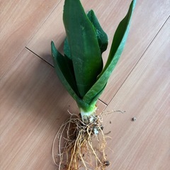 サンスベリア　ブラックドラゴン　大株　13　初心者向けの観葉植物です！の画像