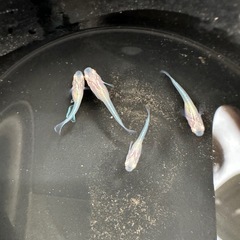 龍の瞳の画像