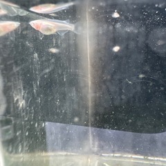 龍の瞳の画像