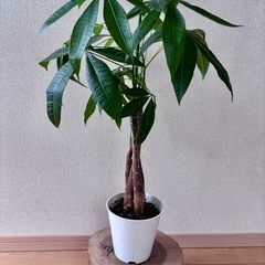 元気なパキラ　ひねり  65cm程   　の画像