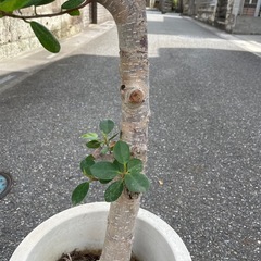 観葉植物　ガジュマル　高さ１５５センチの画像