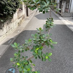 観葉植物　ガジュマル　高さ１５５センチの画像