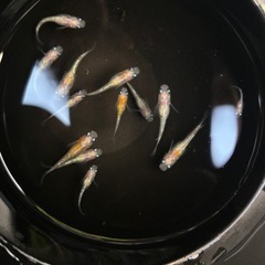 漏れ メダカ 画像の全ての画像
