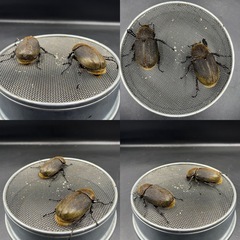 【極単極太 即ブリ‼︎】トリオ♂1♀2 DHヘラクレス  ※直接受け渡しに変更可の画像