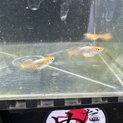 風月RLFの画像