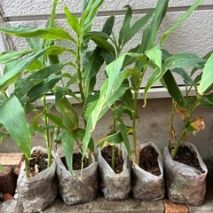 ミョウガの苗(1本　150円〜、土無しで根と葉のみは50円)もし...