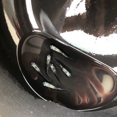 【取引中】めだか　黒百式　3ペアの画像