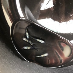 【取引中】めだか　黒百式　3ペアの画像