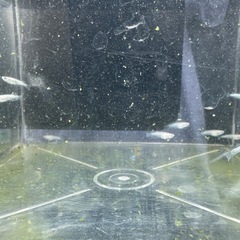 スノーホワイトの画像