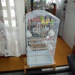 かわいい小鳥たちです。