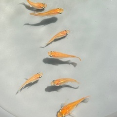 【初恋だるま】成魚1ペア《9月末までの限定価格！！》の画像