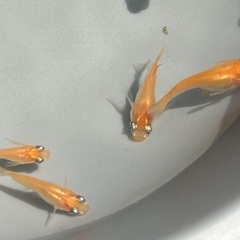 【初恋だるま】成魚1ペア《9月末までの限定価格！！》の画像