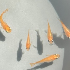 【初恋だるま】成魚1ペア《9月末までの限定価格！！》の画像