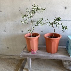 オリーブの木　2鉢の画像