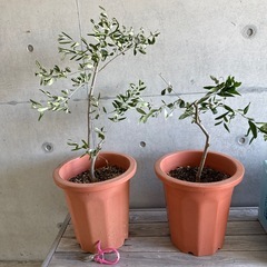 オリーブの木　2鉢の画像