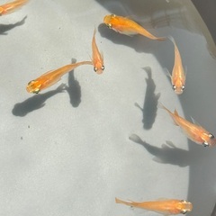 【初恋だるま】成魚1ペア《9月末までの限定価格！！》の画像